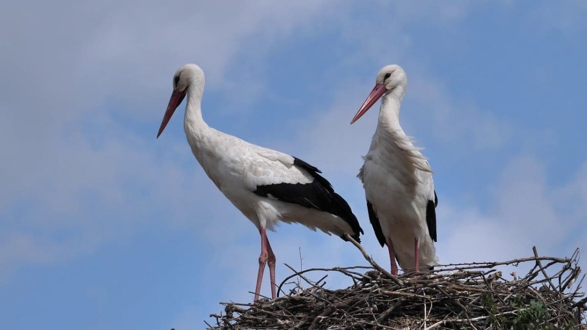 KUDA LETE RODE? Vatrogasci imali posla s pernatom životinjom