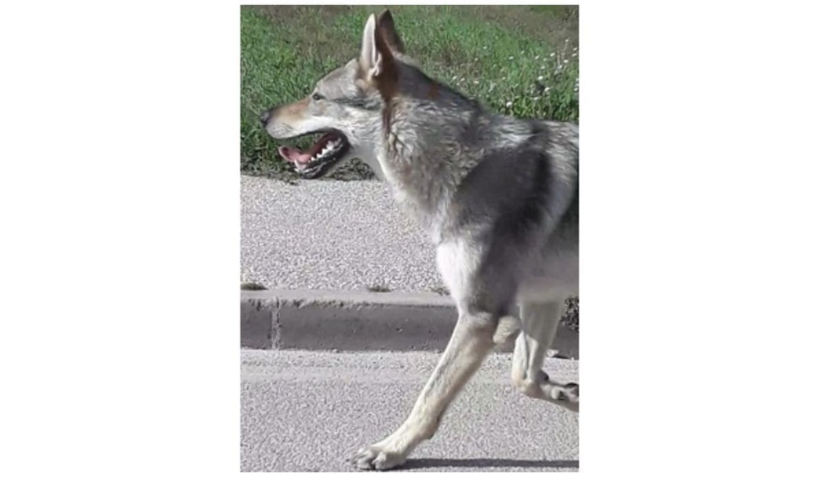 NEMA PANIKE Okolicom Sinja ne šeta vuk