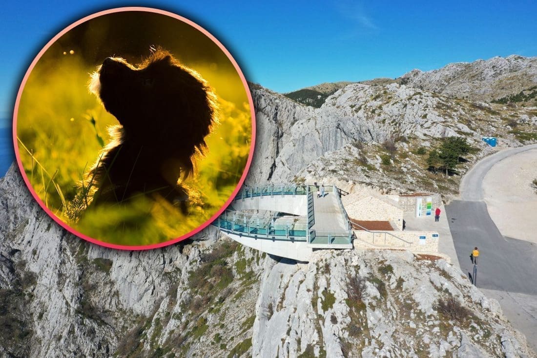 HOROR NA BIOKOVU Štenca ostavila bez vode i hrane u kutiji na ulazu u park prirode. Osuđena je: "Za sve je kriv suprug!"