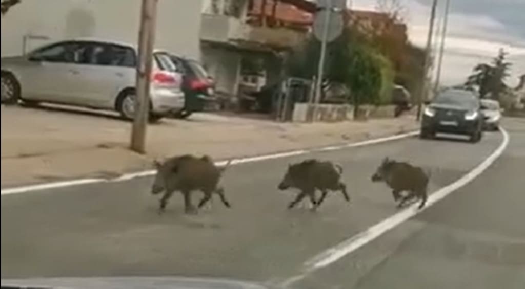 (VIDEO) NEOBIČNI PJEŠACI Lovci u šumi, prasad u gradu: Tri divlja praščića trčkaraju po cesti u Sinju