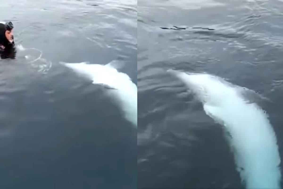 IGRA BEZ GRANICA Prizori kakve ne viđamo svaki dan snimljeni u hvarskom akvatoriju