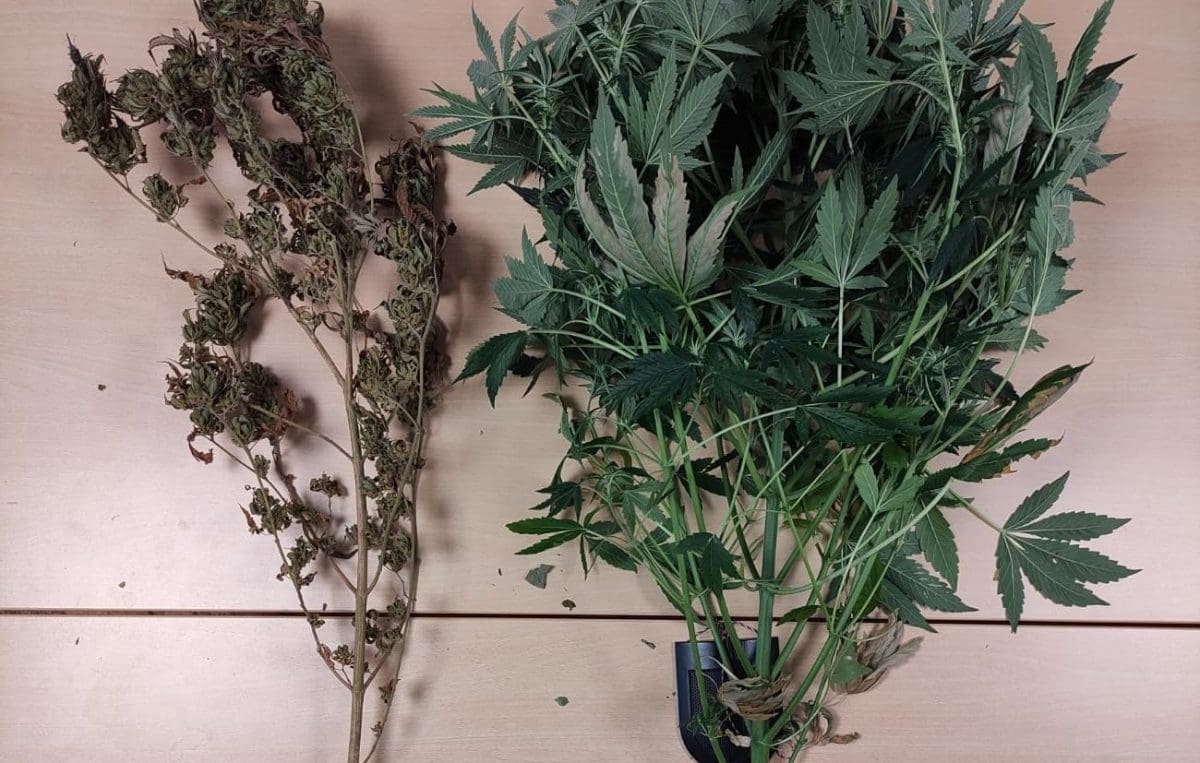 Policija Sinjaninu "ubrala" dvije stabljike industrijske konoplje