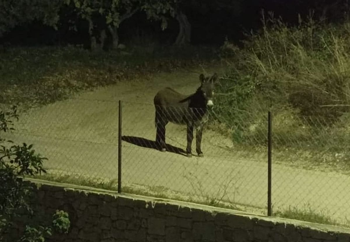 KOME JE POBJEGAO? Kaštelima šeta magarac. Evo gdje je zadnji put viđen