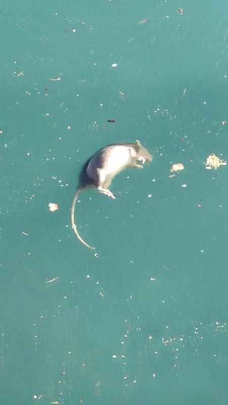 stakor-mis-splitska-riva-nn (1)