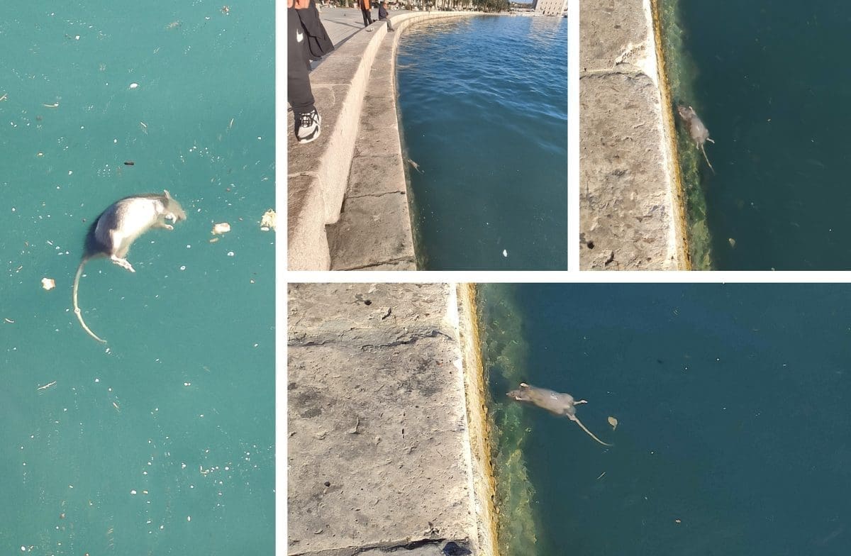 SPLIĆANI I TURISTI SU ZGROŽENI Mrtva životinja 'pluta' tik uz obalu na Rivi: "Nemam komentara, užas i sramota!"