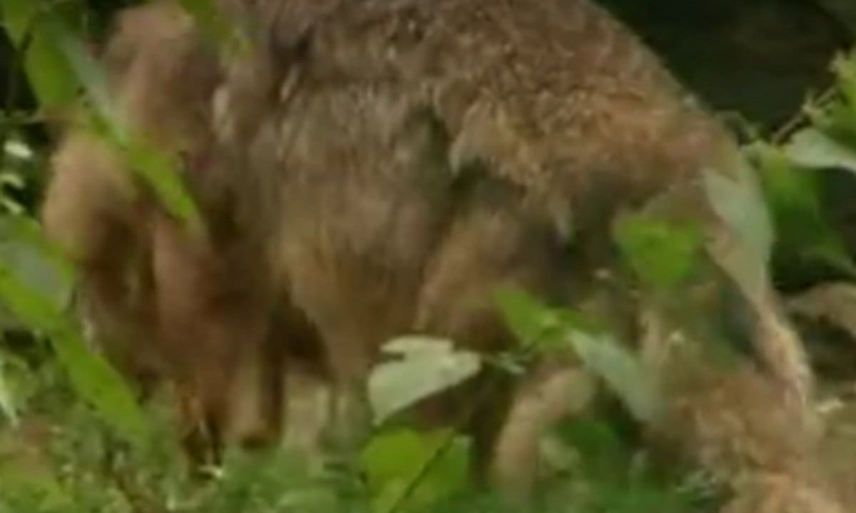 KAKAV JE TO LEŠ KOD ŠIBENIKA? "Napast će ljude, ali neće se udostojiti dok..."