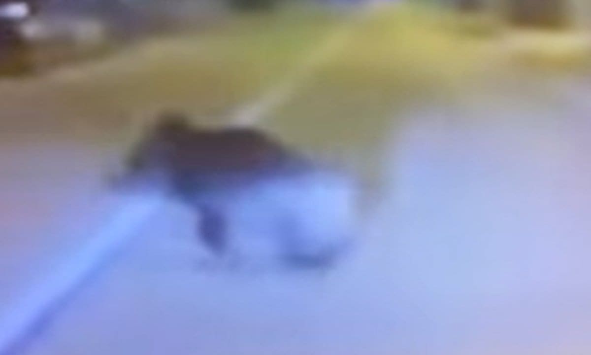 ŠTO JE TO 'PROLETJELO' U PODSTRANI? Vozače zaprepastio prizor, evo tko je napravio kaos na prometnici...