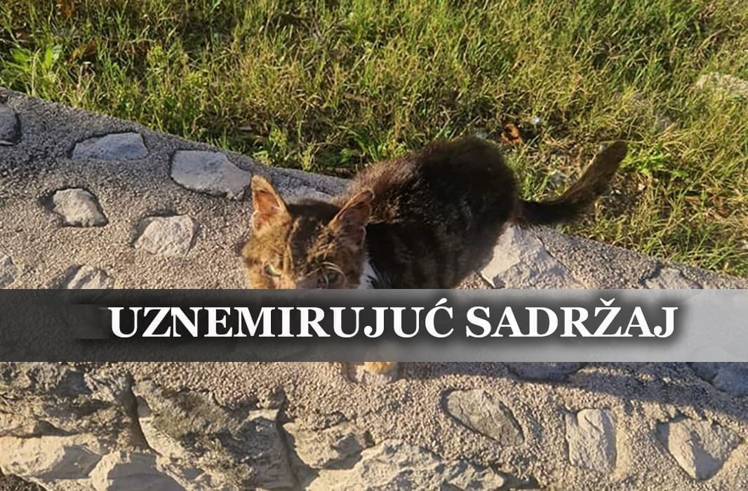 UŽAS U SPLITU Netko je maci raznio glavu petardom! "U kakvom svijetu živimo?"