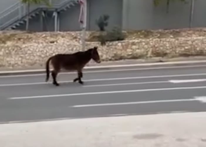 Vozači dalmatinskog grada nisu očekivali ovog sudionika u prometu: "Samo mu javite da upali svitla..."