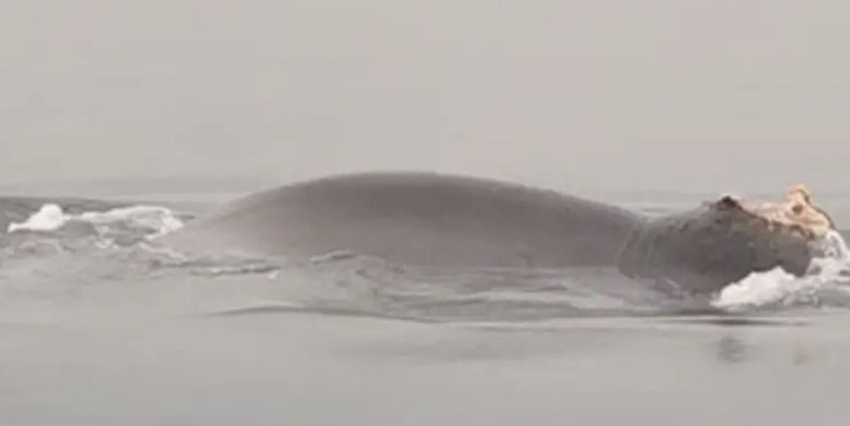 Nikica dočekao božićno jutro s kitom: 'Pecao sam i vidio ga, nije me se bojao'