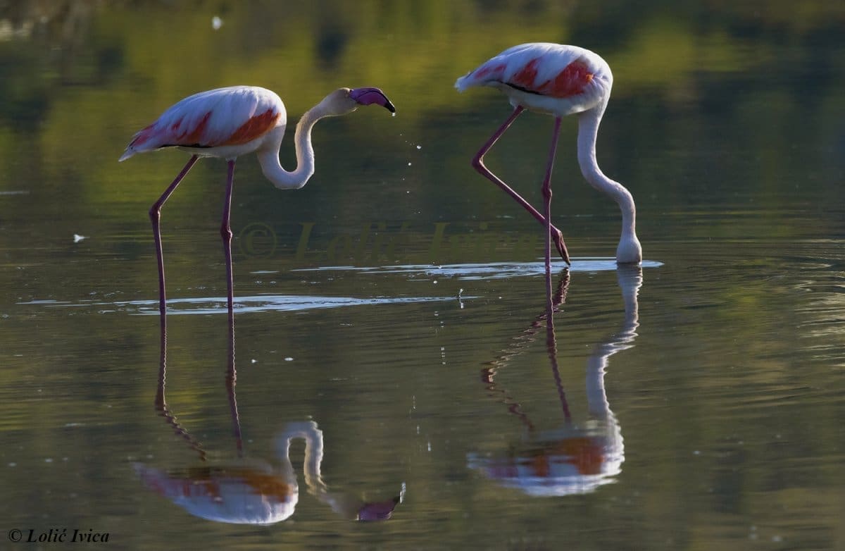 ornitolosko_drustvo_ivica_lolic (1)