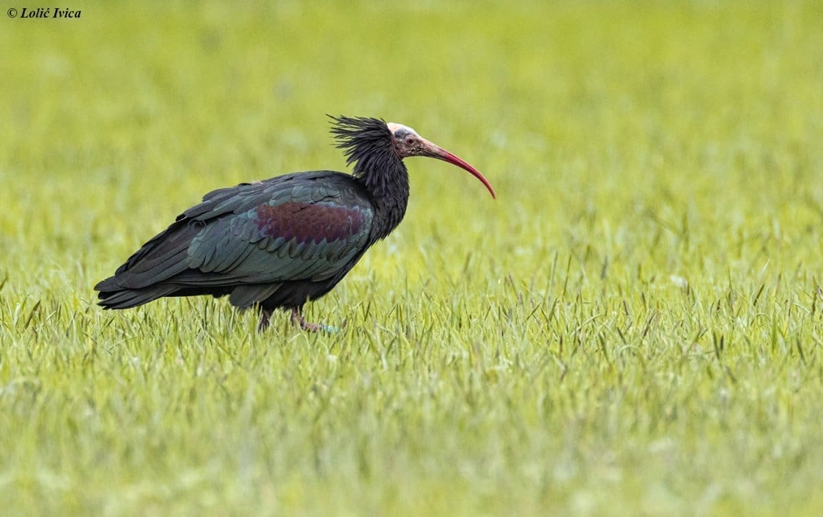 Pogledajte zanimljive ptice koje borave na našem tlu, ne može ih se često vidjeti