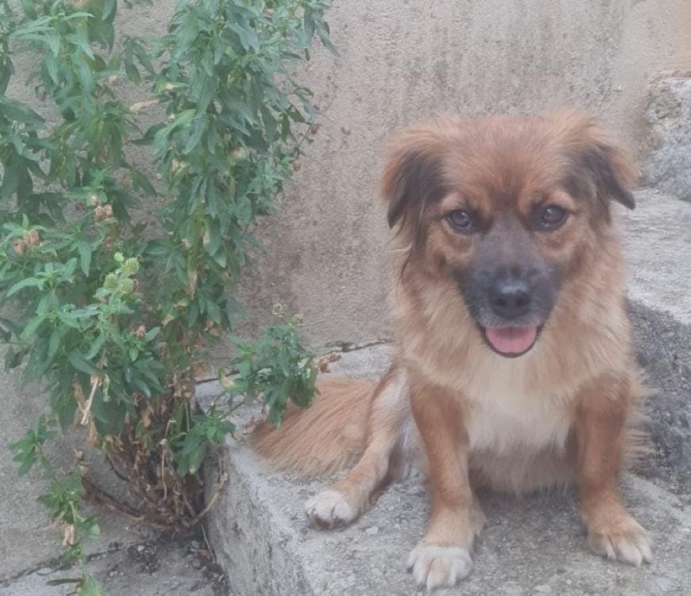 JESTE LI GA VIDJELI? Očajni vlasnik traži psa: "Molimo dobre ljude nam se jave, makar i tužnom vijesti!"