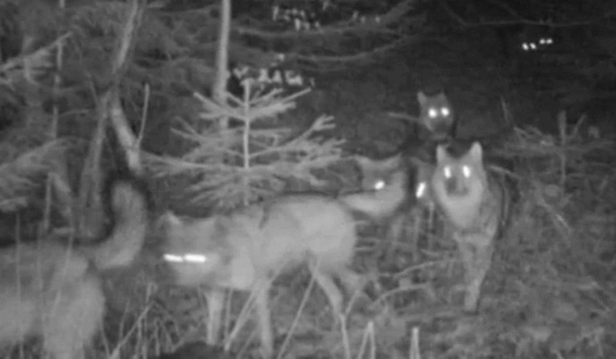 HOROR PRIZORI U DALMACIJI Dalmatinski stočari ogorčeni: Sve je teže sačuvati stoku od vukova