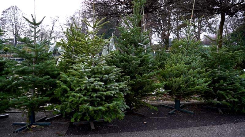 NEMOJTE BOŽIĆNA DRVCA ODLAGATI U OKOLIŠU Evo kada ih možete odnijeti u reciklažno dvorište u Rudinama