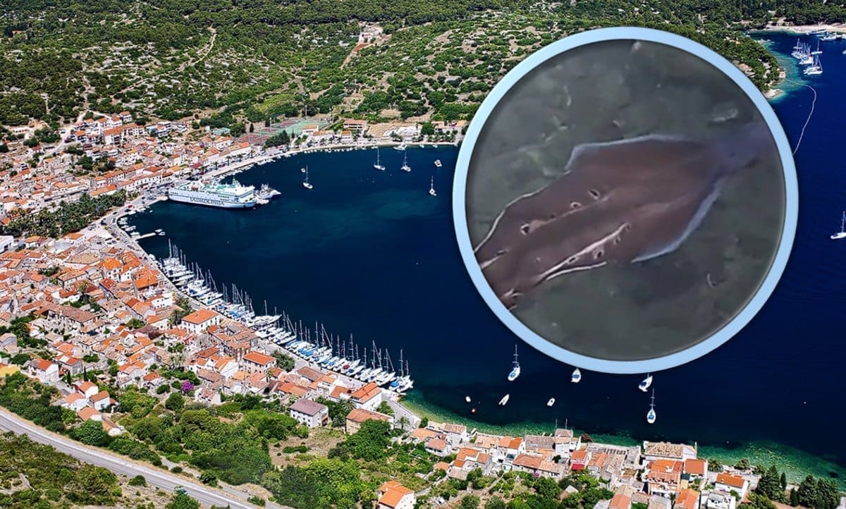 'MISTERIOZNA' MORSKA ŽIVOTINJICA SNIMLJENA KOD DALMATINSKOG OTOKA Jako je rijetka, mnogi pojma nemaju o čemu je riječ! Stanovnici je masovno snimali i u čudu promatrali: Saznali smo detalje od stručnjaka, evo što otkrivaju za Dalmaciju Danas