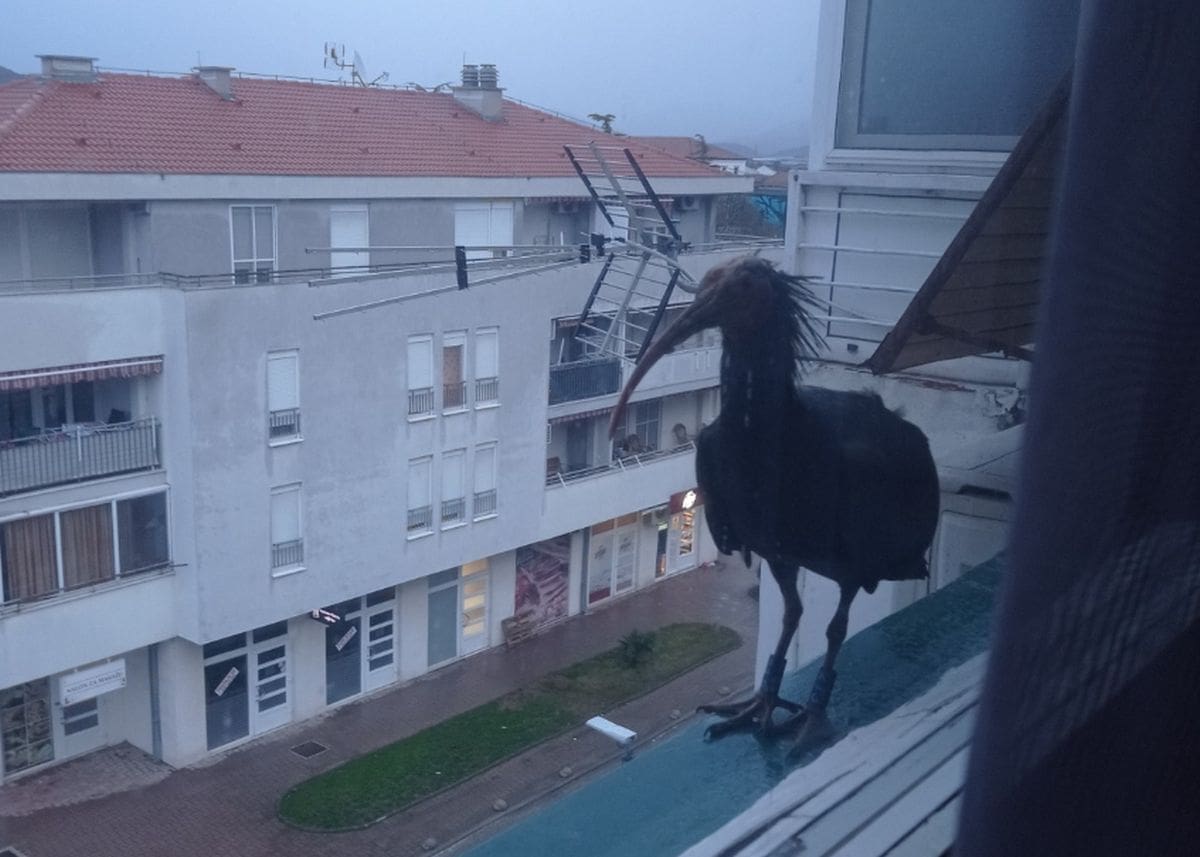 NESTVARAN PRIZOR Ptica koja je izumrla u Europi pojavila se u Dalmaciji