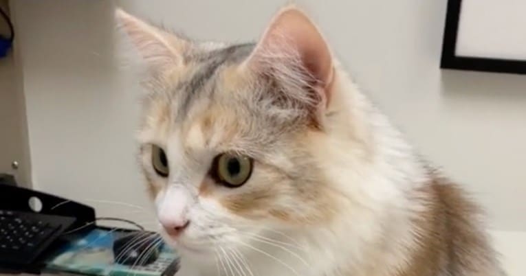 Rijetka sibirska mačka zbunjuje sve svojim prekrasnim trobojnim krznom