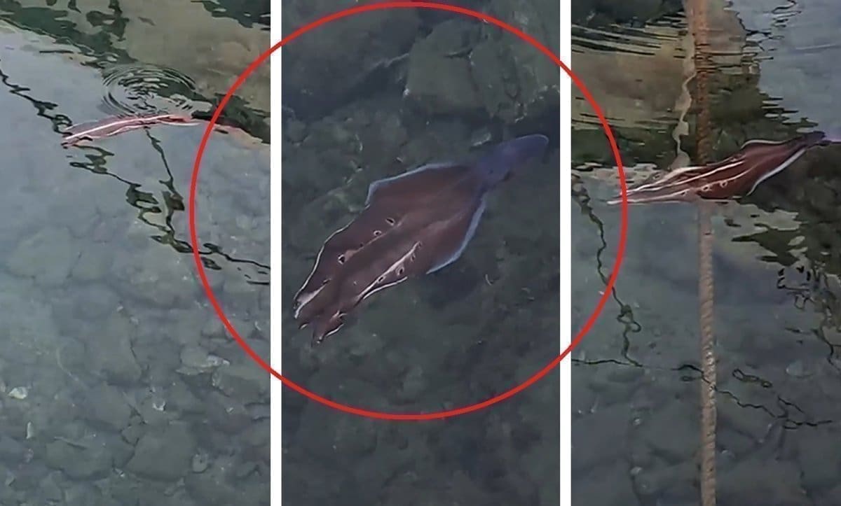 OTOČANI OSTALI U ČUDU, PRIZOR IH JE IZNENADIO Brojni prolaznici masovno snimali neobičnu životinju, došla je tik uz obalu: O čemu je riječ, pogledajte!