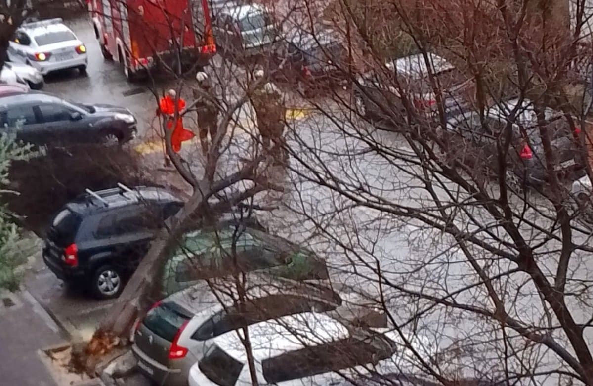 Stablo vam je palo na automobil? Evo kako dobiti naknadu štete