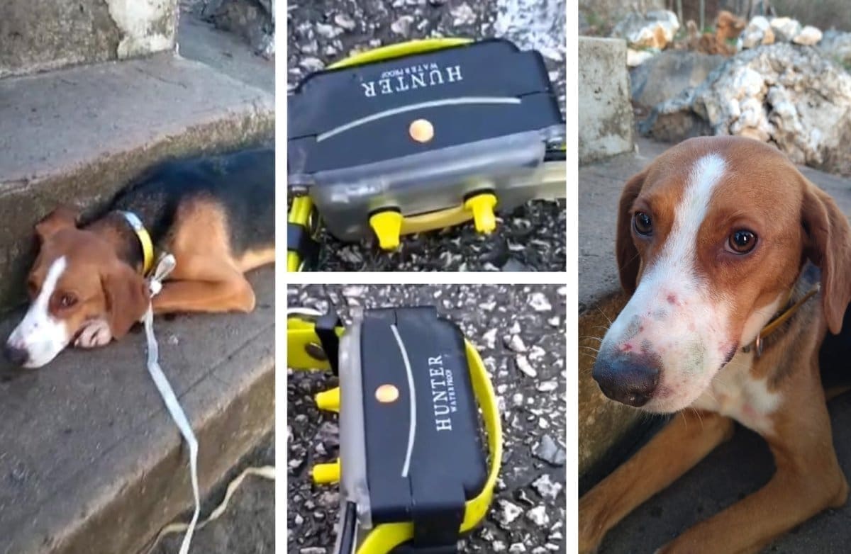 SVJEDOČANSTVO ŽENE KOJA JE PSA U ZAGORI SPASILA OD MUČENJA STRUJOM "Štene je zavijalo, cviljelo, treslo se ispred naše kuće, ogrlica ga je ubijala. Supruga mi je stresla struja kada je dotaknuo štenca"