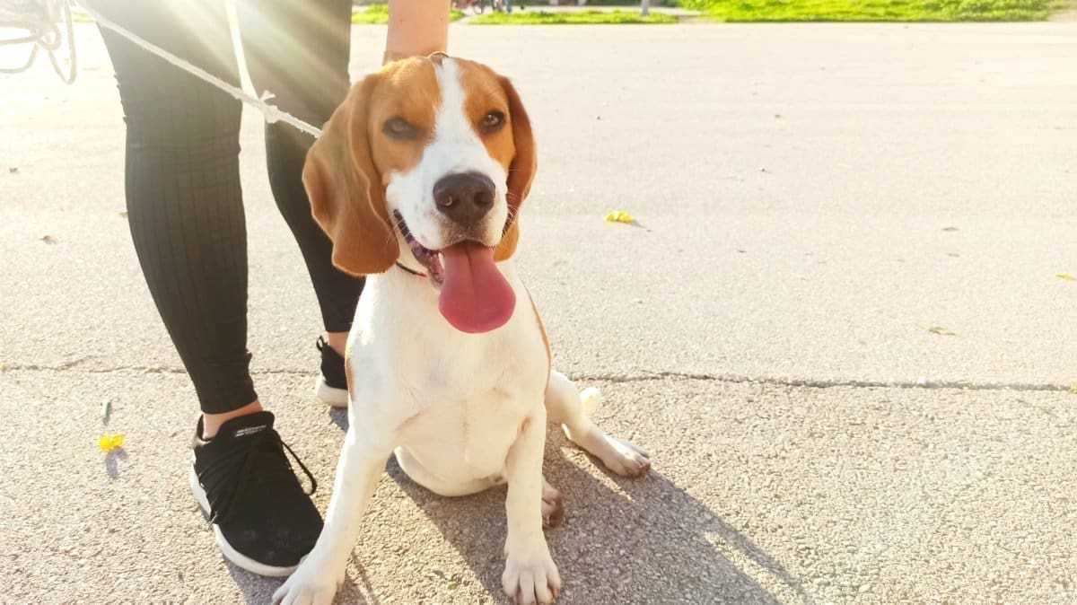 TRAŽI SE VLASNIK! Muškarac na istoku Splita pronašao psa: Jeste li vi izgubili kućnog ljubimca?