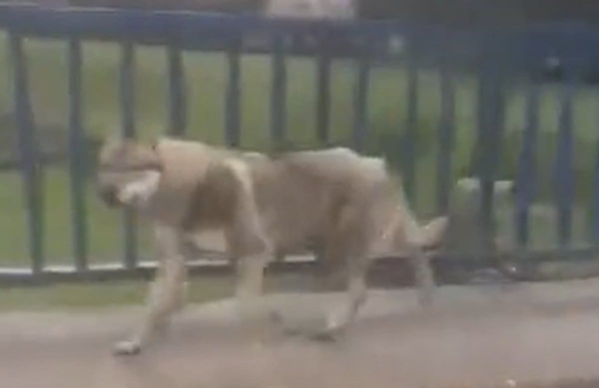 ZANIMLJIV PRIZOR Vuk u šetnji Dalmatinskom zagorom! Došao je blizu kuća: Evo snimke