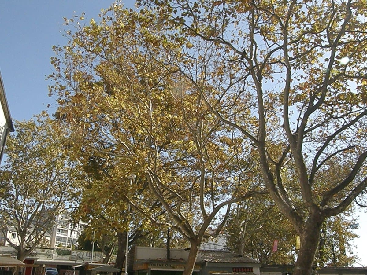 zeleni-dalmacije (1)