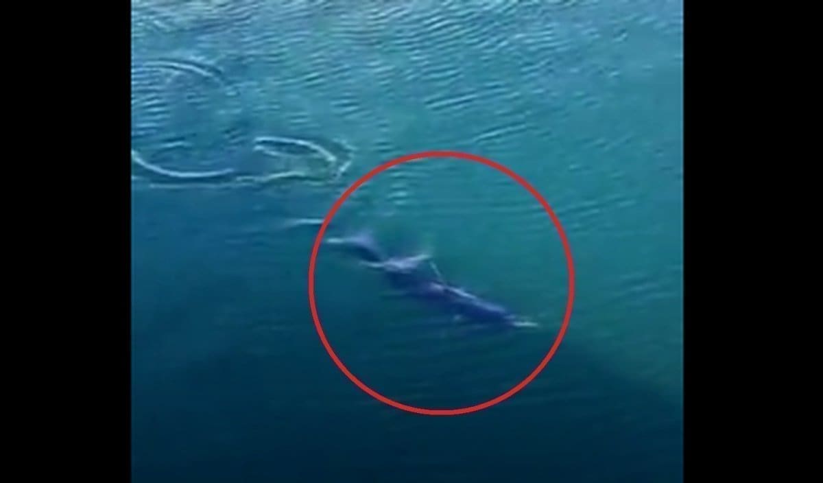 VRLO NEOBIČAN PRIZOR U DALMACIJI Čovjek ga uočio kod obale, iznenadio se i sve je snimio: "Ovo je prvi put da vidim ovako nešto"