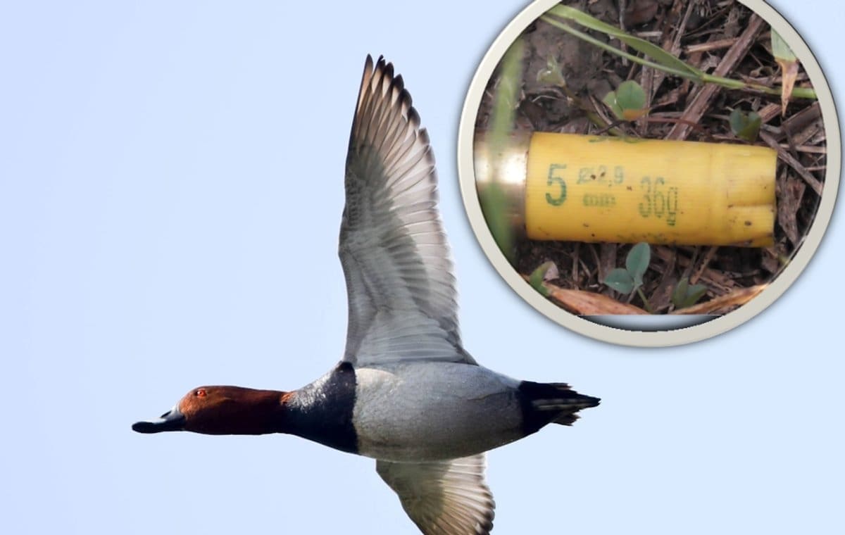 BITNO JE ZNATI Korištenje ili nošenje olovne sačme u močvarnim područjima postaje strogo kažnjivo!