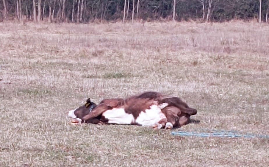 HORORIČAN PRIZOR Stanovnici apeliraju na pomoć kravama: "Kost i koža su. U velikim bolovima, bez vode i hrane"