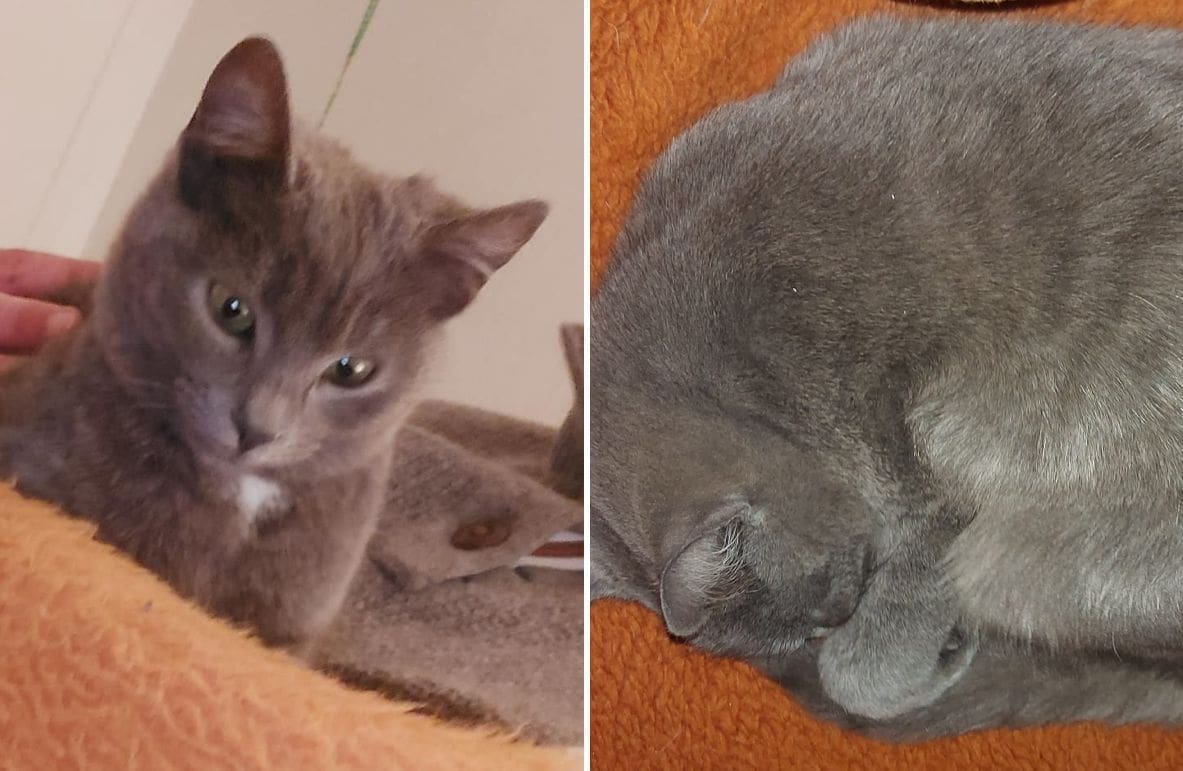 JESTE LI GA VIDJELI? U Zagori nestao mačak Švrćo: "Molimo da nam javite ako ga negdje zapazite"