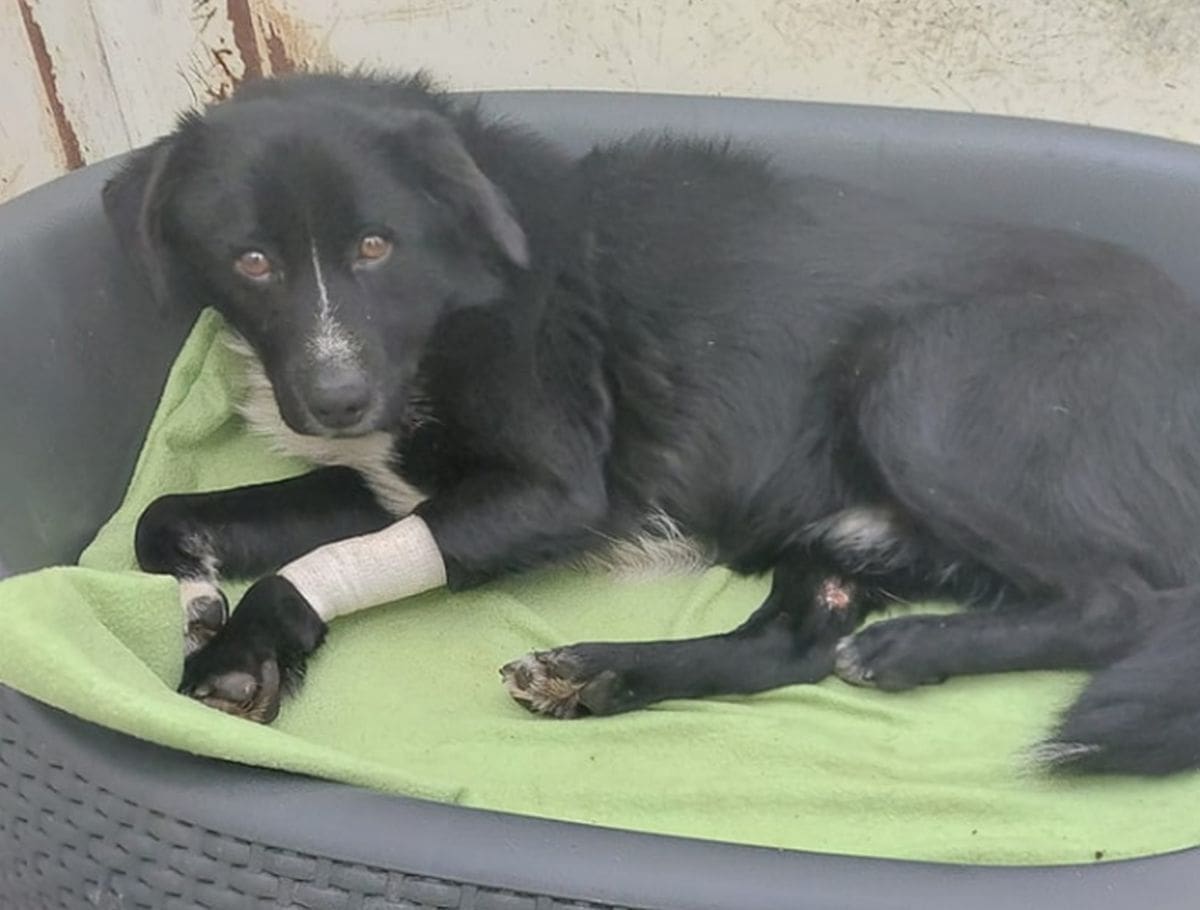 KAKAV ČOVJEK MORAŠ BITI ZA OVAKO NEŠTO UČINITI? Netko je psu probušio nogu i provukao lanac: "Ponekad ostaneš bez riječi na ljudsko zlo"