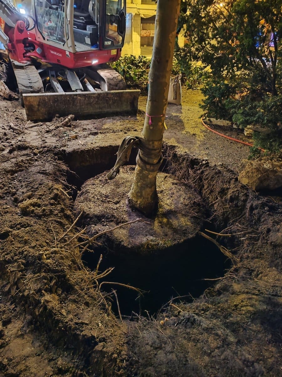 stablo plantana poljana tina ujevica5