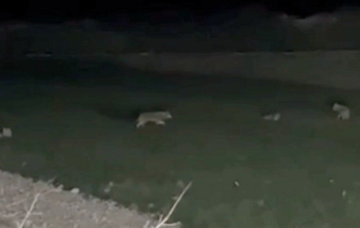 STRAH U DALMATINSKOJ ZAGORI Čovjeka šokirao noćni prizor, sve je snimljeno i objavljeno: Pogledajte video!