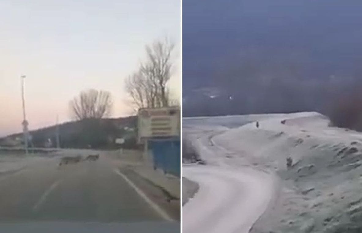 VUKOVI U CETINSKOJ KRAJINI Stočar iz Otoka kaže da je vidio čopor i da ih često čuje