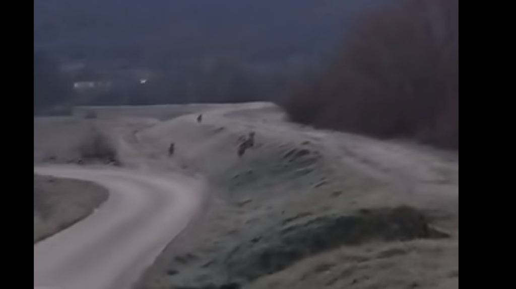 STRAH I NEMIR U ZAGORI Čopor od sedam vukova približio se naselju, stanovnici u panici