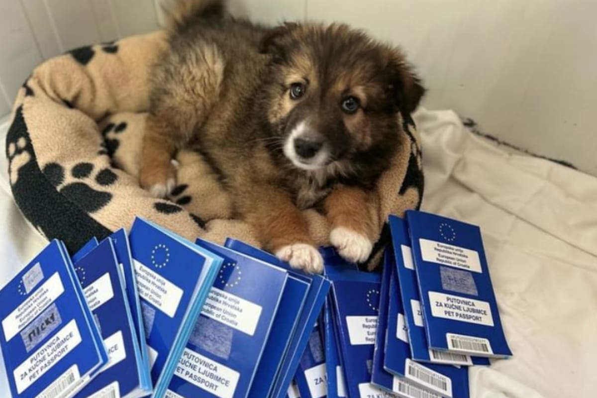 VAŽAN APEL IZ AZILA: "Mobitele u ruke i tipkajte nadležnima, dijelite objave, budite njihov glas; ne dopustimo da se priča ugasi"