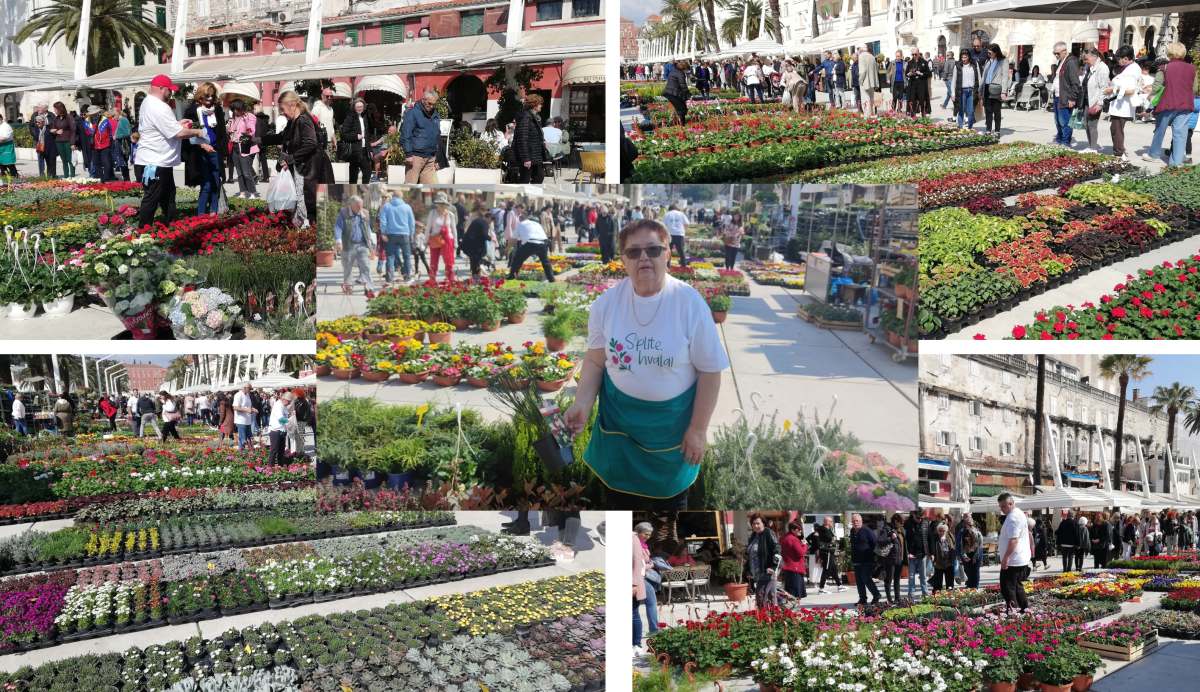 SPLITSKA RIVA U SISAČKO-MOSLAVAČKOM CVIĆU 'PLIVA' Cvjećarka Ljubica: "Vas izvlači turizam, a nas je uništio rat, pa sada potres i doživjeli smo dno dna"