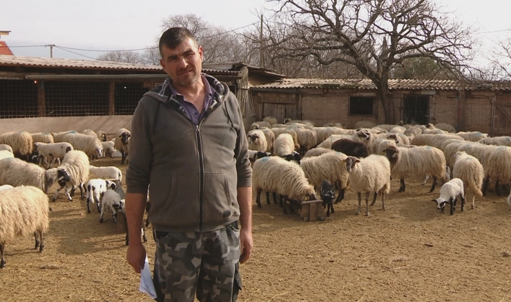 ŠTO ĆE OSTATI OD NAŠE ZAGORE? Stočar mora iseliti 300 ovaca od kojih živi zbog turizma: "Pa nismo divlje svinje..."