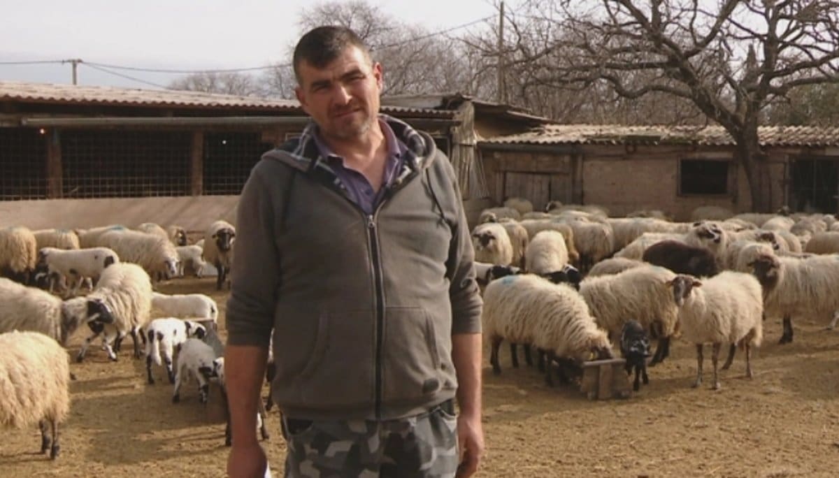 MUKE U DALMACIJI, VAPAJ ČOVJEKA KOJI JE U VELIKIM PROBLEMIMA! Nevjerojatan događaj: Zbog prijava susjeda mora iseliti ovce od kojih živi