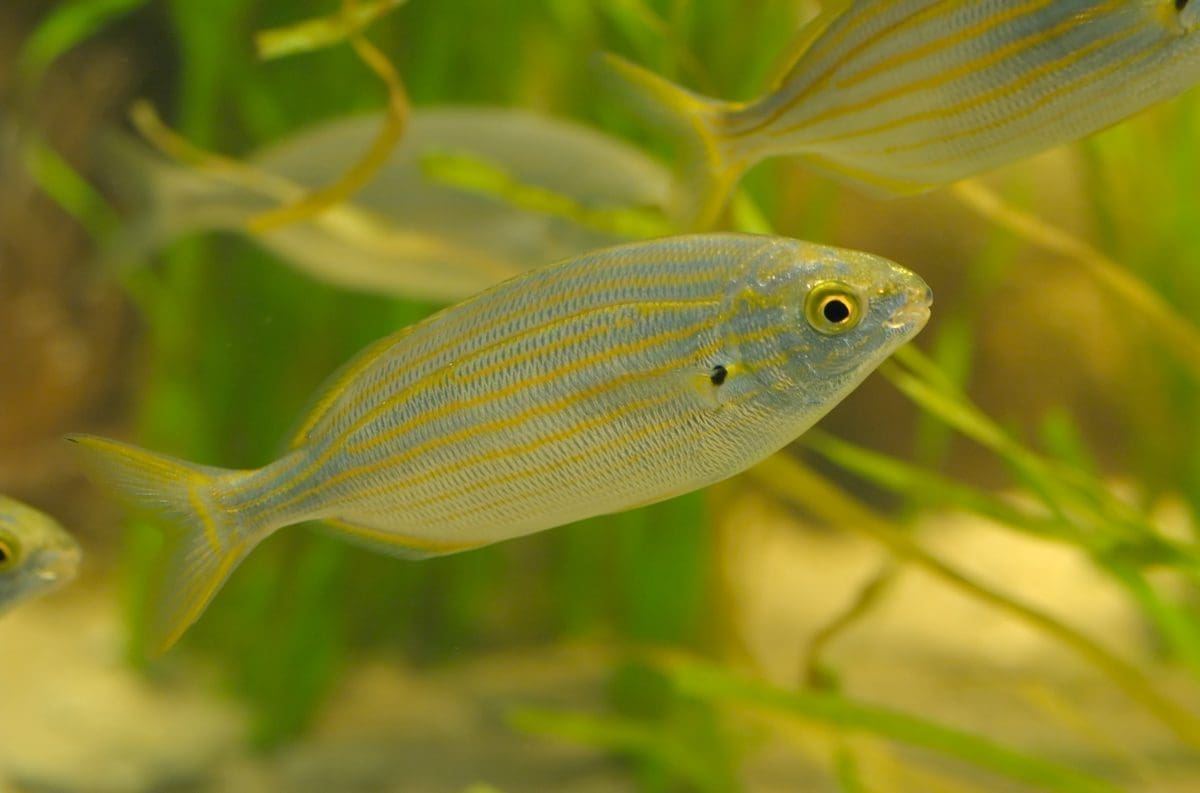 Sarpa salpa 02