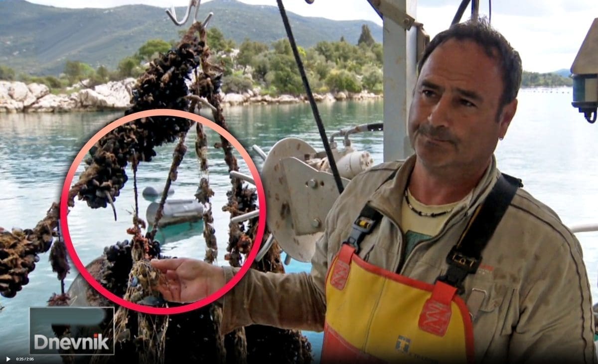 DOČEKAO GA ŠOKANTAN PRIZOR Školjkar iz Dalmacije u samo jednoj noći ostao bez 3,5 tone dagnji!