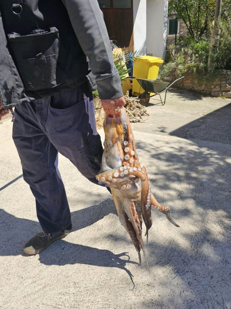 ivan maretic hobotnica2