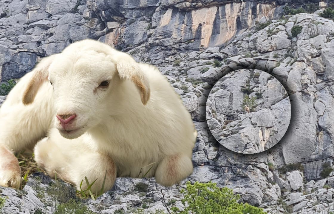 TKO JE IZGUBIO JANJE? Neobičan prizor ispod vrha Kozjaka
