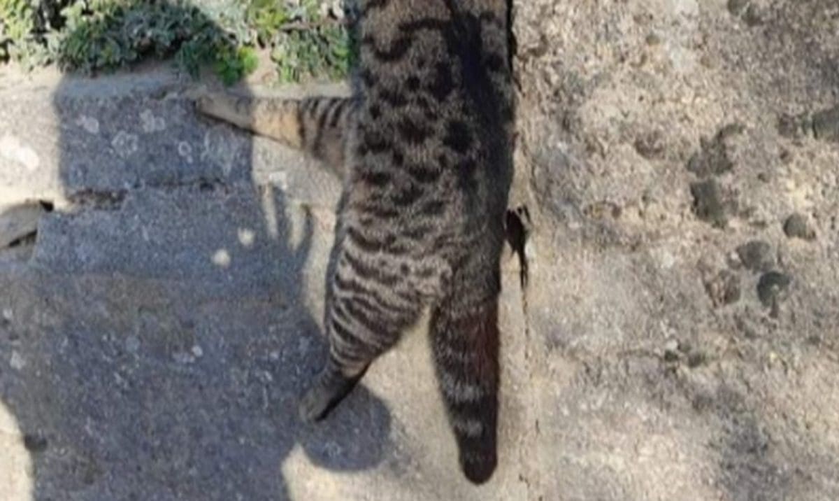 UZNEMIRUJUĆI PRIZOR U ZAGORI Zastrašujuća fotografija kruži društvenim mrežama: Pogledajte na što su građani naletjeli! Šokirali su se...