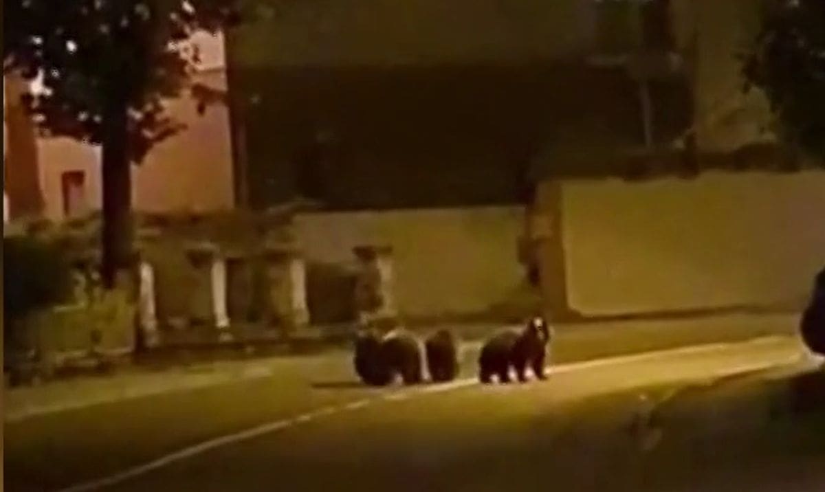 MEDVJEDI SVE BLIŽE KUĆAMA Važno upozorenje iz Lovačkog saveza: "Ne treba se bojati medvjeda"