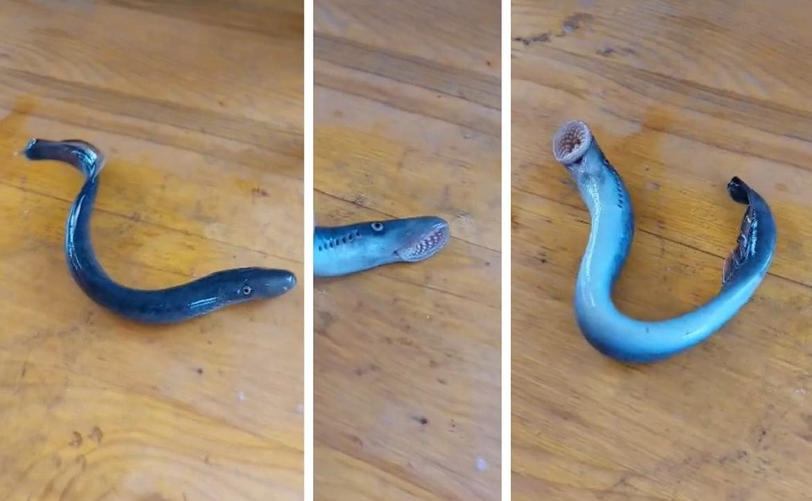 VIDEO Ribari na krmi broda kod Šolte uočili "nepozvanog" gosta: "Priljubi se, siše krv i ne pušta!"