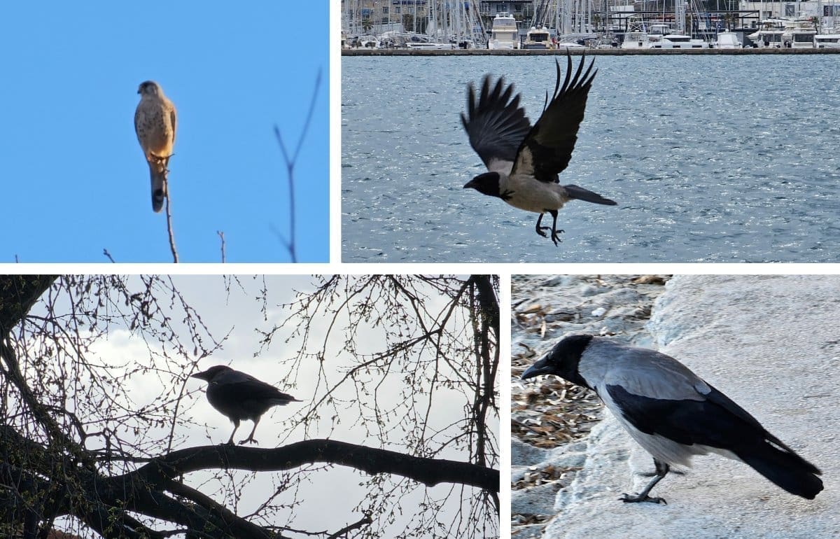 DOGAĐA LI SE NEŠTO ČUDNO SA PTICAMA U SPLITU? U gradu na njih vreba predator. Iako na prvu djeluje dosta umiljato, može svladati i galeba