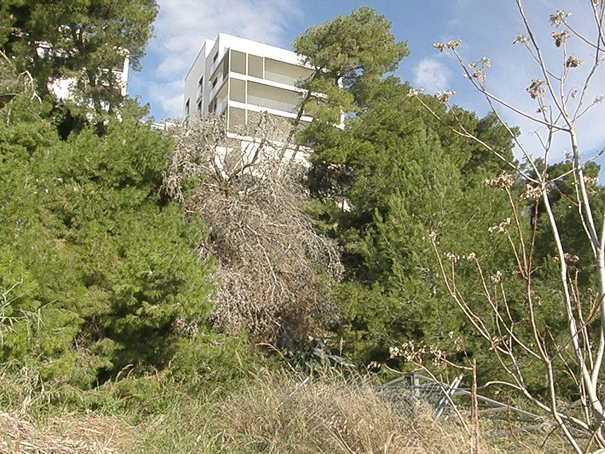 znjan zeleni dalmacije  1 